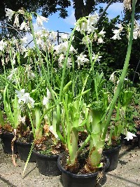 Crinum Album in bloei copyright www.PerkGroen.nl